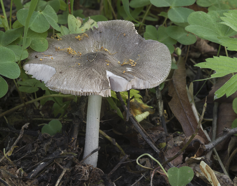 Pluteus ephebeus